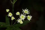 Carolina bugbane